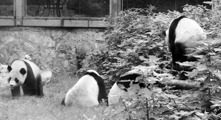 pandas at play