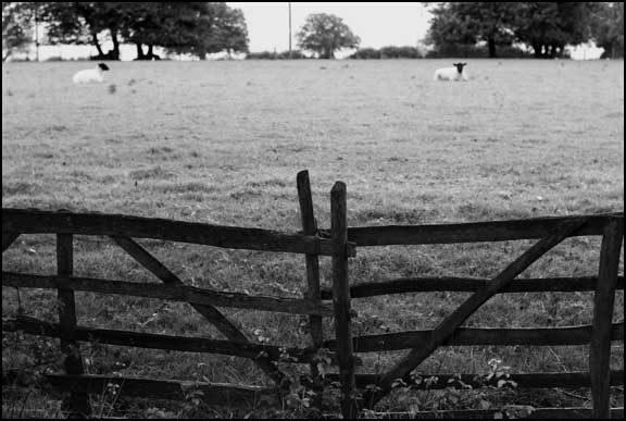 fence and sheep