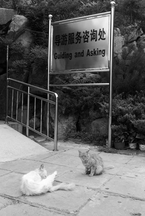 Great Wall cats