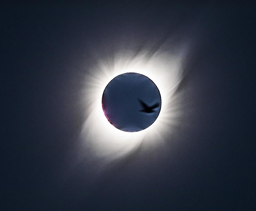 gull passing in front of eclipsed sun